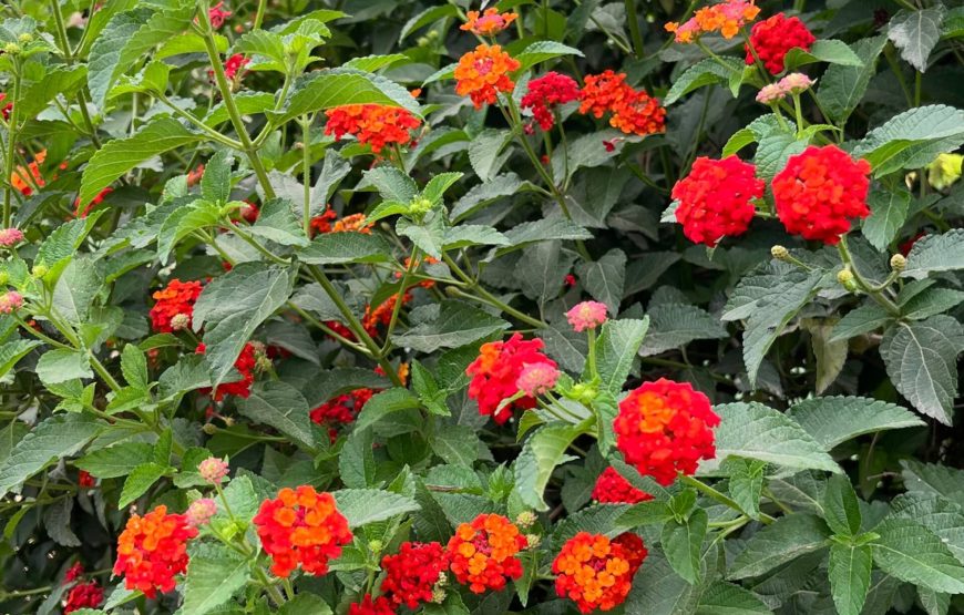 Adventure Geodesic Dome Farm